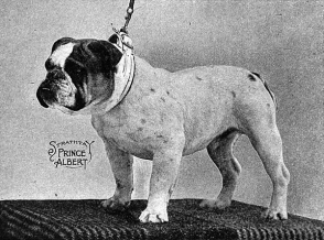 bulldog c. 1913